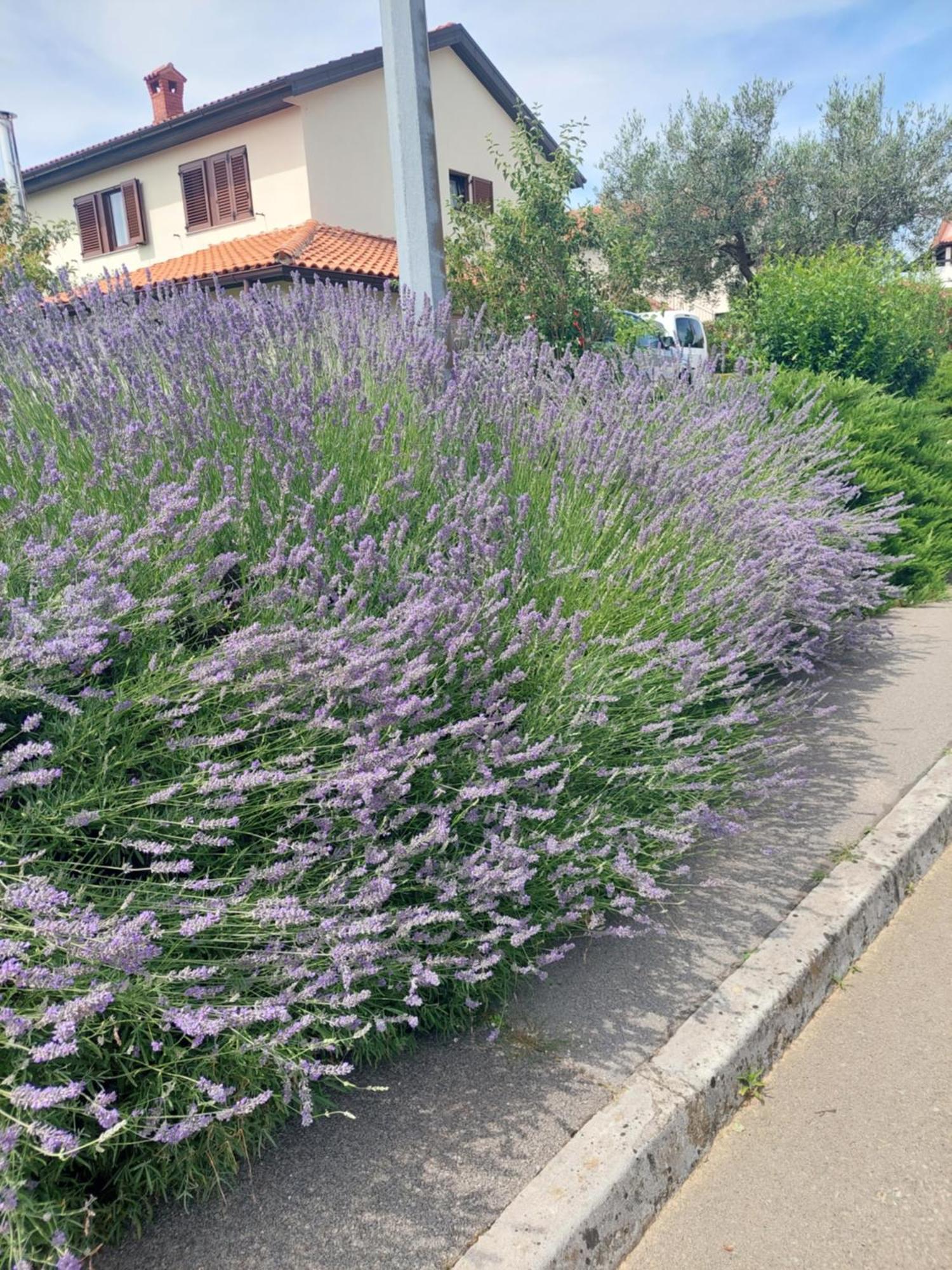 Apartment Fabris Roč エクステリア 写真